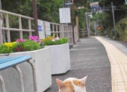 英雄联盟总决赛时间-冰封北境的团队艺术，从新疆封锁辽宁到欧文的节奏控制