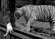 英雄联盟总决赛-沸腾，当辽宁蓝与独行侠蓝在最后一秒交织成传说