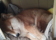 英雄联盟总决赛直播-波斯铁骑的北欧风暴，当德国钥匙解开伊朗足球的封印