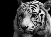 英雄联盟总决赛赛程-暗夜中的火焰，爱德华兹在欧冠半决赛压力之下的涅槃重生