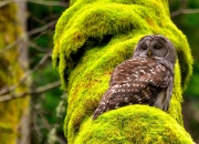 英雄联盟总决赛赛程-非洲雄鹰展翅！迪亚斯点燃进攻火焰，尼日利亚3-0横扫伊拉克