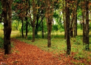 LOL决赛-孤星闪耀，铁骑踏阵！迪马利亚魔翼撕碎防线，苏格兰雷霆之势碾压高原雄鹰