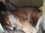 英雄联盟总决赛2025-亚洲之光与亚平宁刺客，足球之夜的双重奏鸣