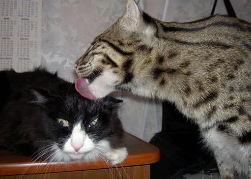 暗夜破晓,世界排名争夺战的黎明前奏