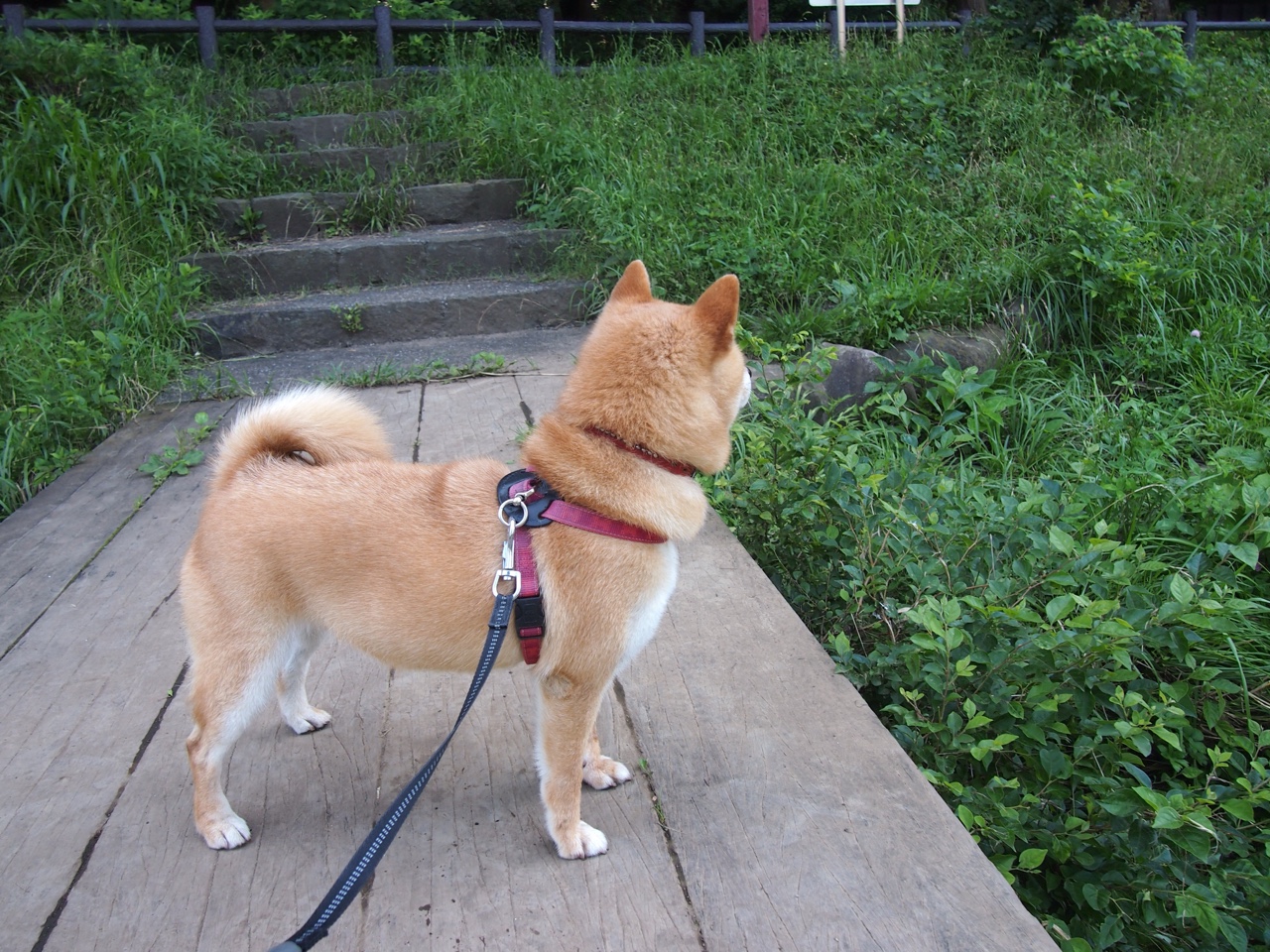 特奥引爆左路,法国火力全开,米兰德比背后的高卢战术革命