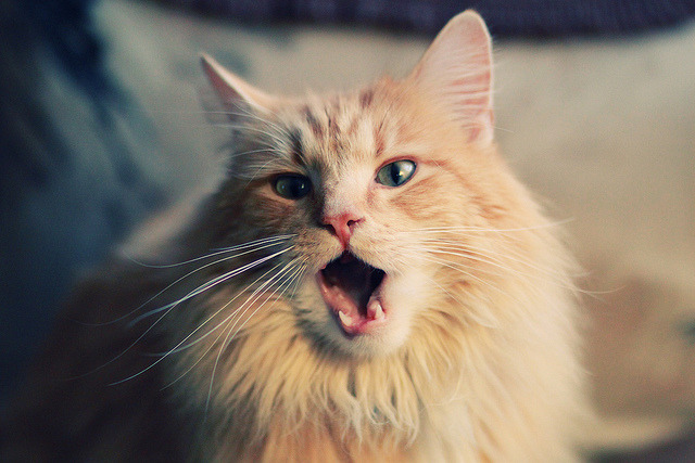 西决生死战？平行世界破壁！NBA步行者历史首遇CBA深圳队