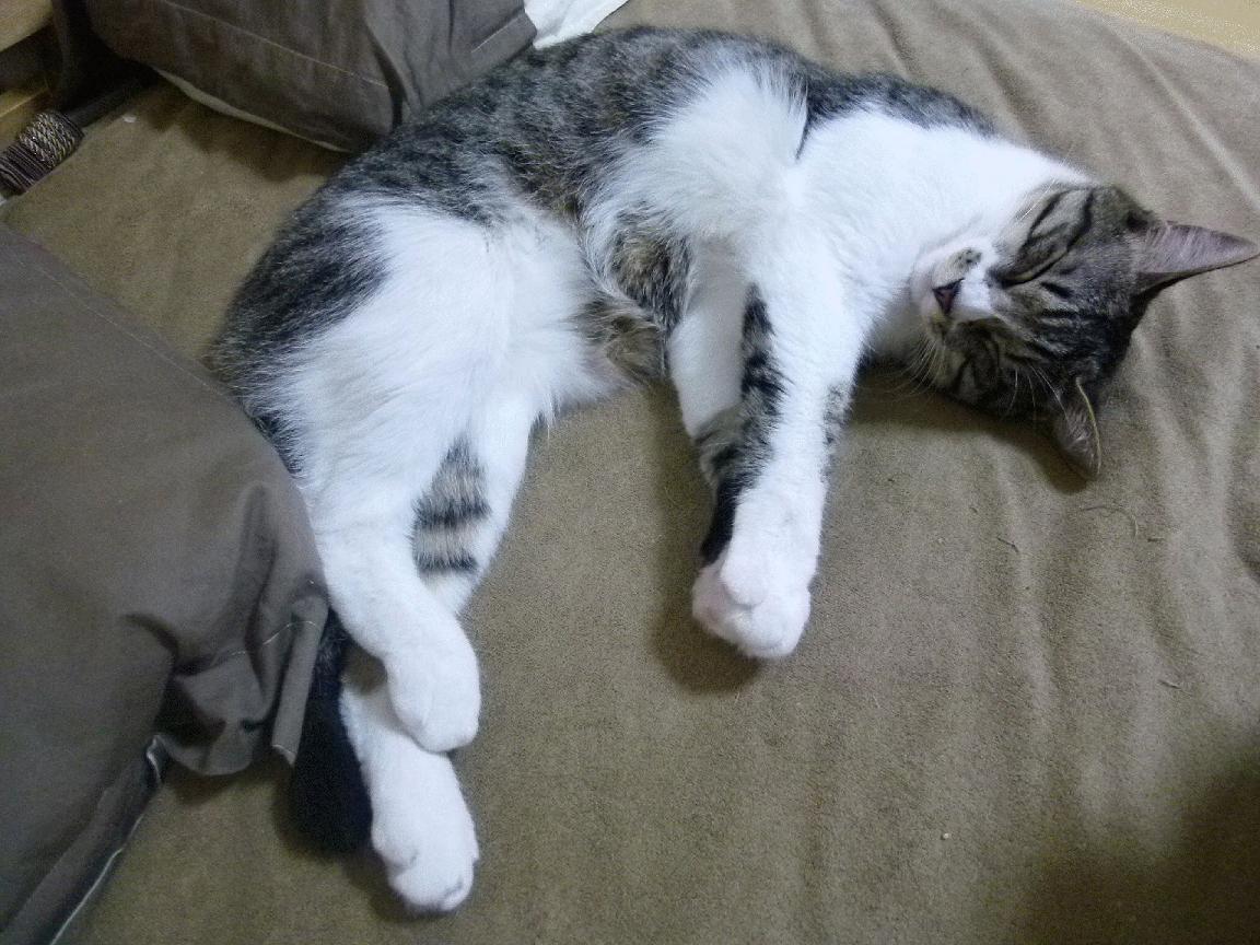 唯一之战，2026世界杯上厄瓜多尔全面压制拉齐奥的焦点对决