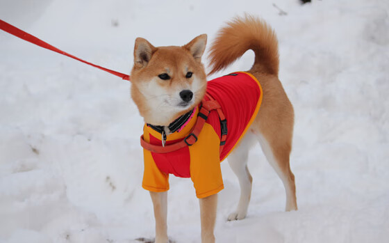 悬念终结者，秘鲁瑞士决战夜，若日尼奥一锤定音