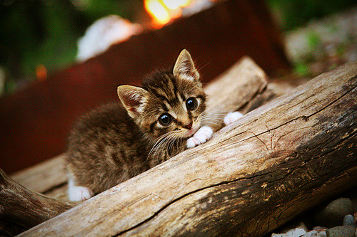 不止于数据，库里晚安三分与尼克斯加时鏖战的共同启示