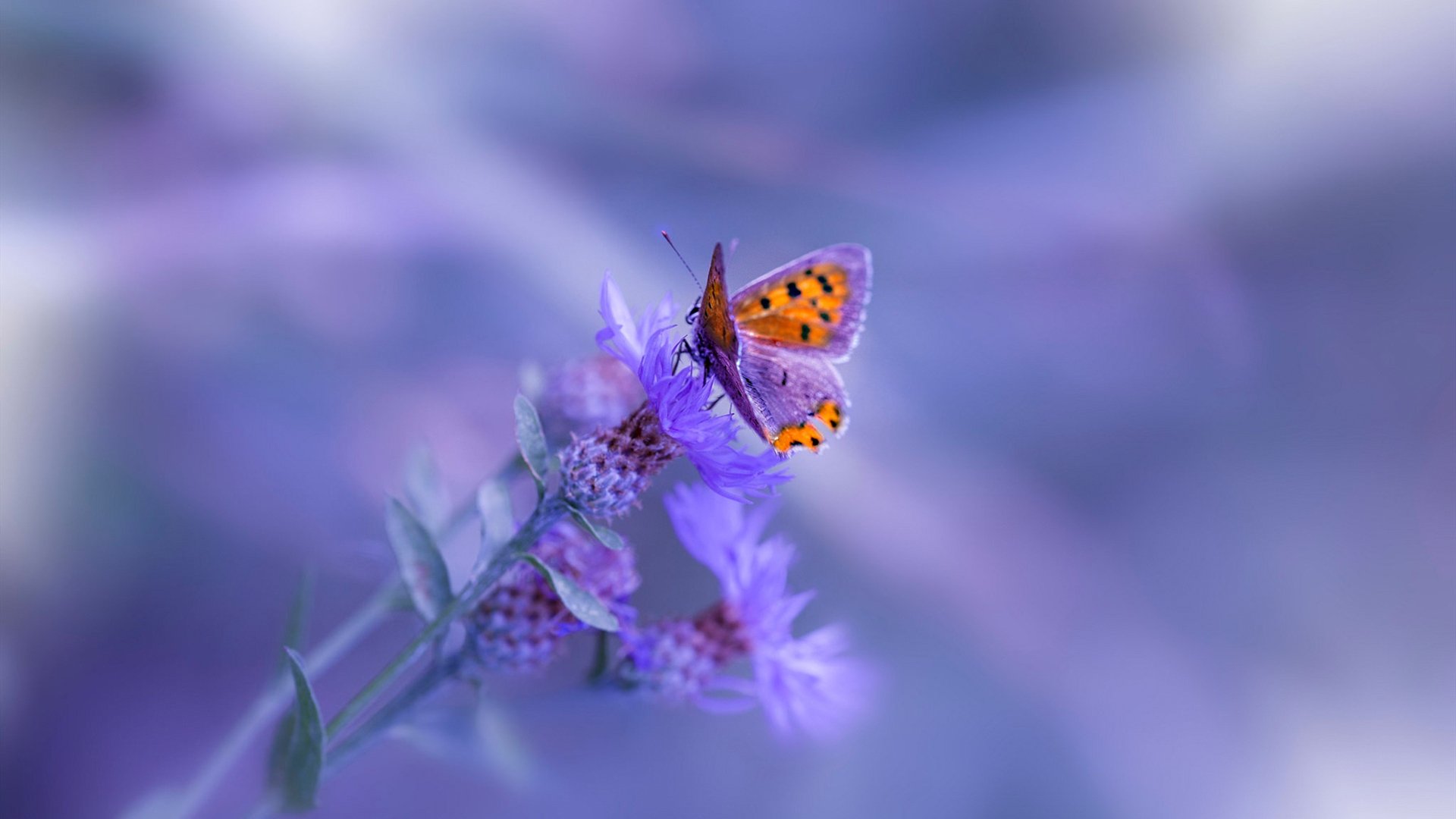 北欧绞杀，窒息决胜局，德里赫特的钢铁轰鸣