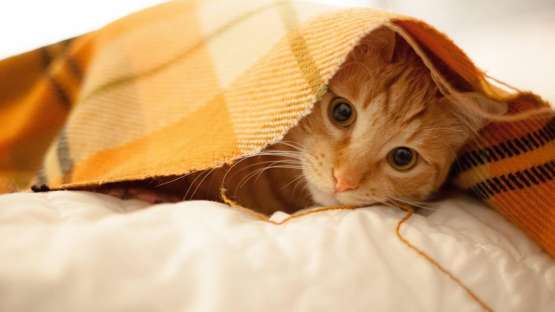 新星破晓，当恩佐的弧线刺穿黄黑之墙，莱比锡宣告新王当立