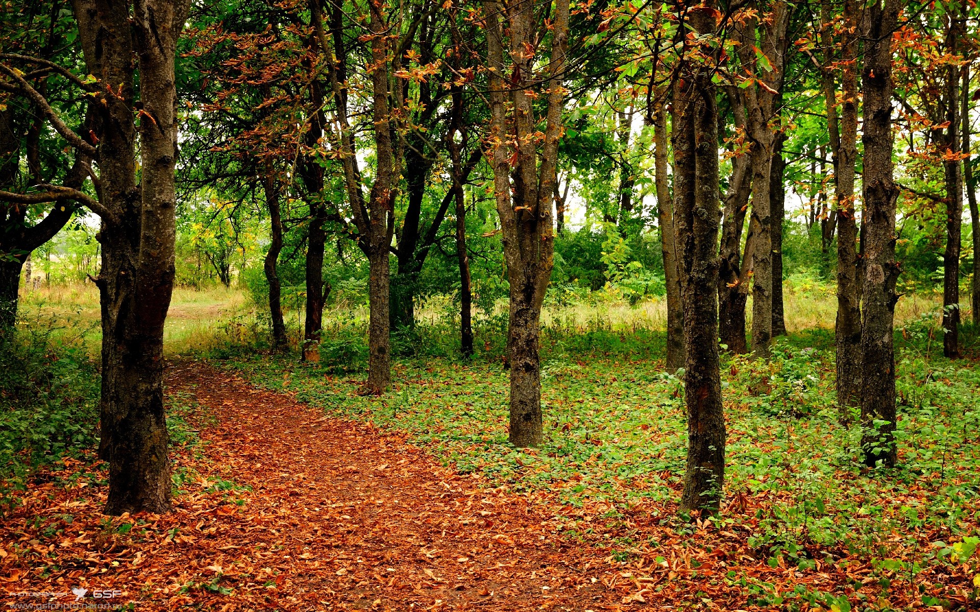 生死线上起舞，杰伦格林末节撕裂防线的唯一之夜，广厦绝境猎鹰