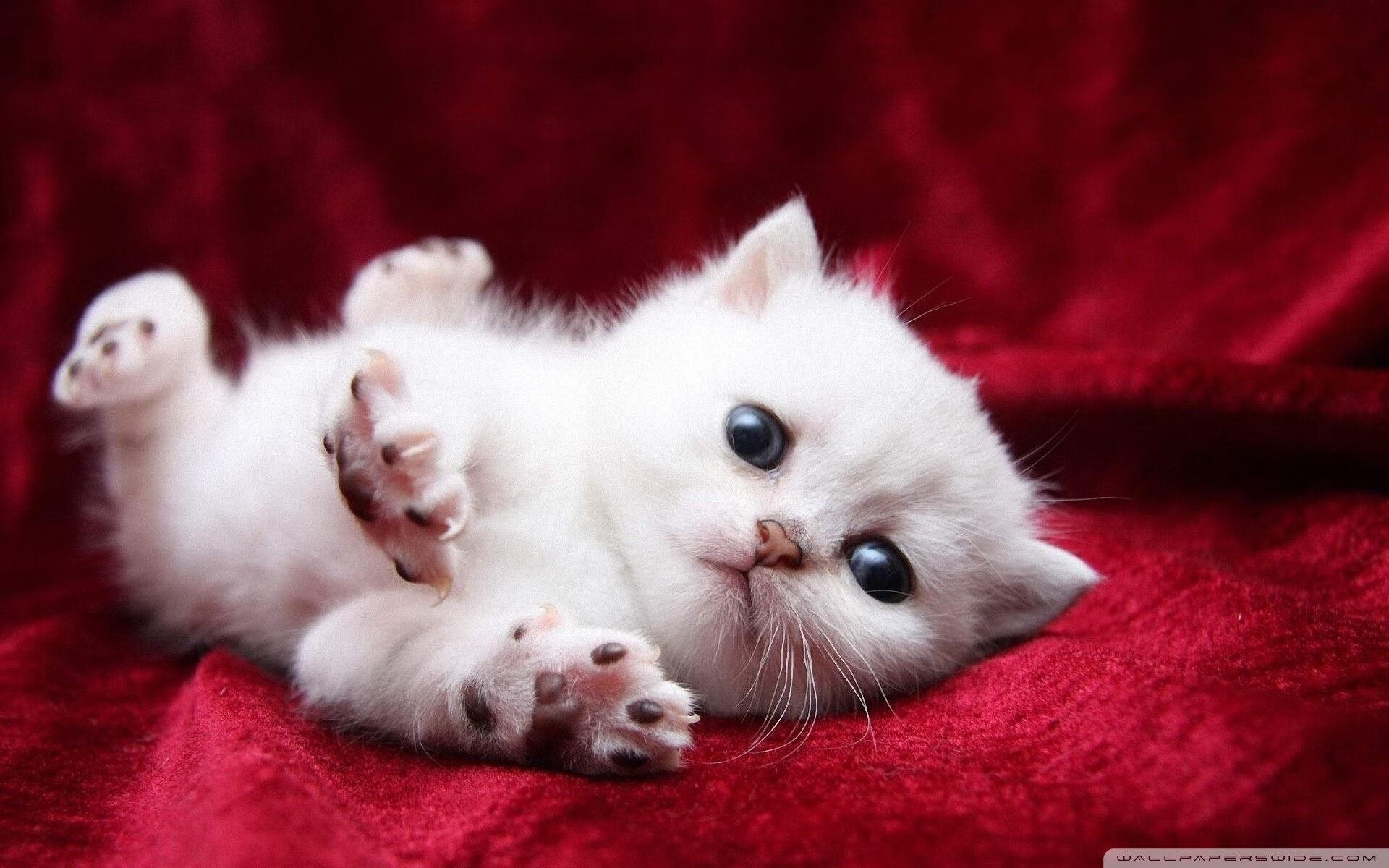 北京队克星！末节19分+制胜3分，米切尔把五棵松打成寂静岭