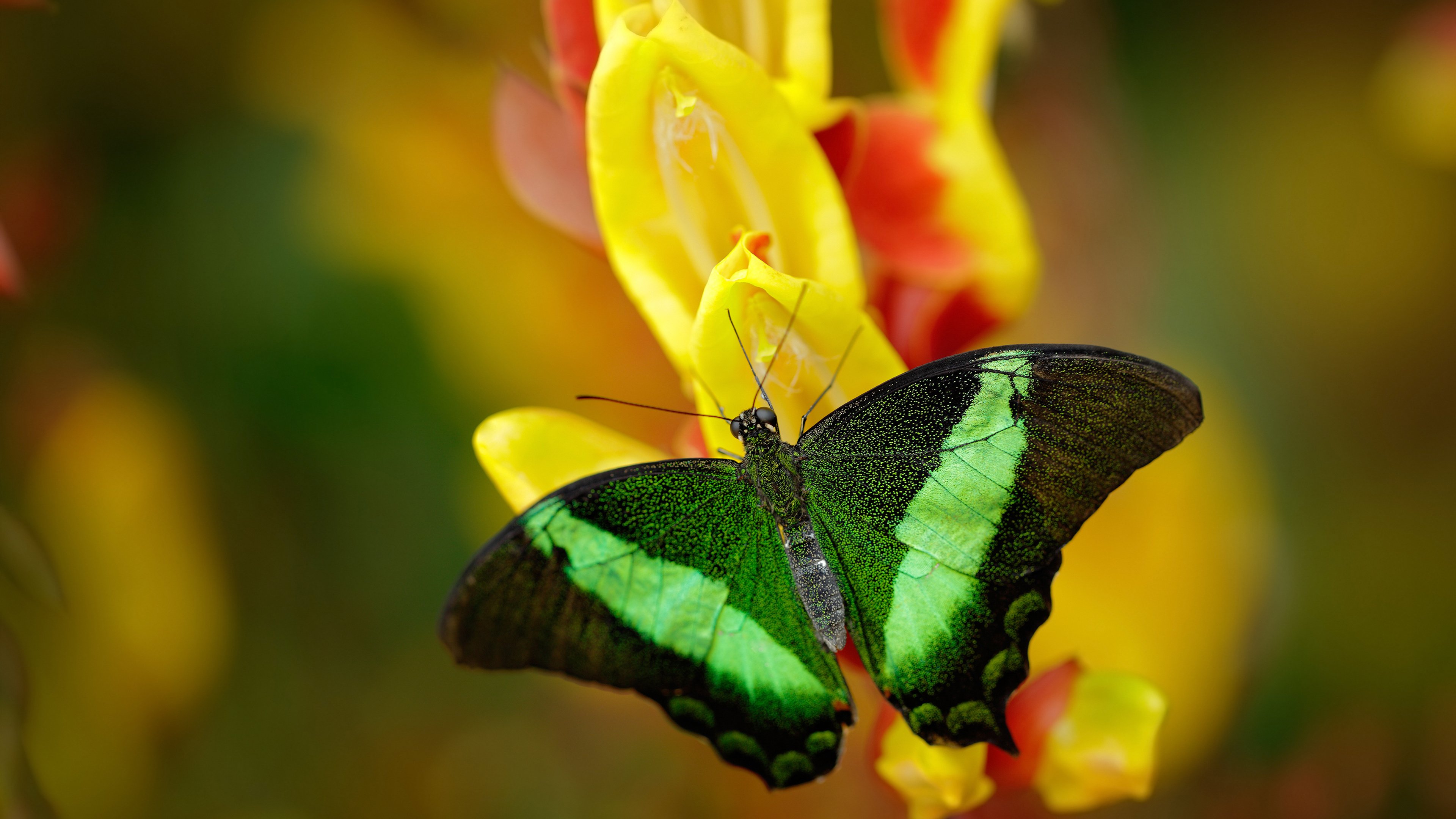 唯一性的双重奏，F1年度争冠焦点战与几内亚征服雷恩的启示